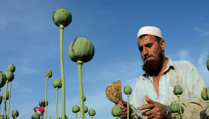 Taliban: আফগানিস্থানে আফিম-সহ সব ধরনের মাদকের চাষ বন্ধ করে দিল তালিবান