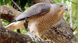 সন্তানের প্রাণ রক্ষা করতে এ এক ভয়ঙ্কর লড়াই...! 