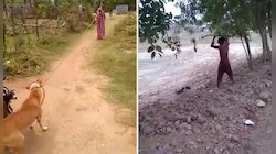 মুরগি 'খুনের শাস্তি'তে 'অভিযুক্ত' সারমেয়কে বাঁশপেটা করে হত্যা! ভাইরাল বীভৎস ভিডিও