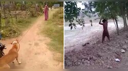 পিটিয়ে সারমেয় হত্যার ঘটনায় জামিন ধৃতের, আইন বদলের দাবি আইনজীবীর