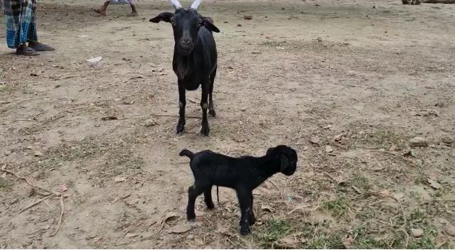 Goat: একটি মাথা, দুটি দেহ, আটটি পা! &#039;অদ্ভূত দর্শন&#039; ছাগল শাবককে ঘিরে হই চই