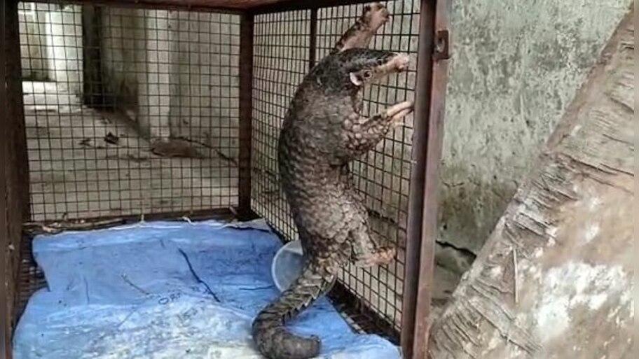 Pangolin: নকশালবাড়ি থেকে উদ্ধার প্যাঙ্গোলিন, গ্রেফতার ৪