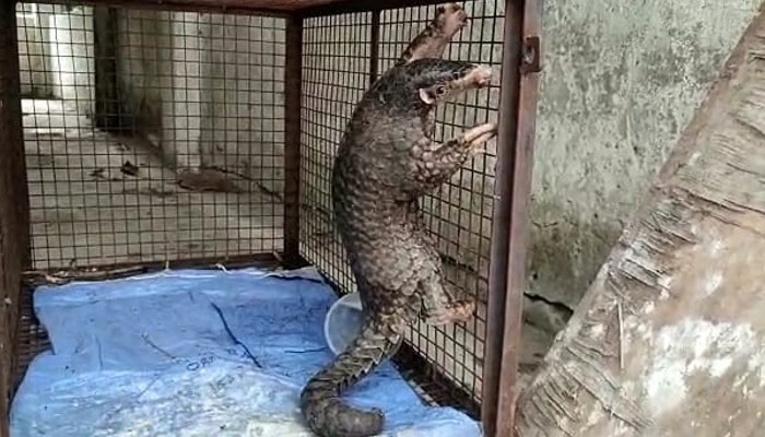 Pangolin: নকশালবাড়ি থেকে উদ্ধার প্যাঙ্গোলিন, গ্রেফতার ৪ Pangolin: নকশালবাড়ি থেকে উদ্ধার প্যাঙ্গোলিন, গ্রেফতার ৪