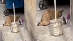 বিড়ালের কাছে হাত জোড় করে প্রাণভিক্ষা চাইল ইঁদুর! দেখুন Viral Video