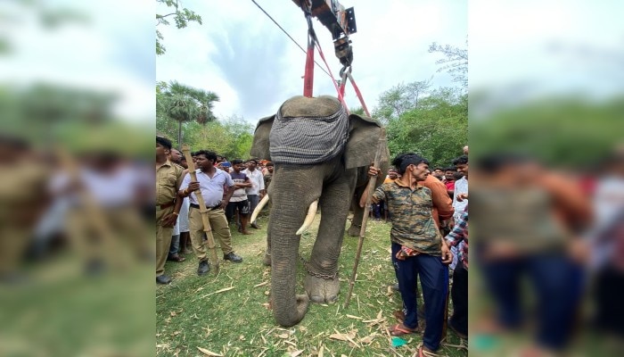 বীরভূমের গ্রামে হাতির হানা, ধরতে গিয়ে জখম বনকর্মী