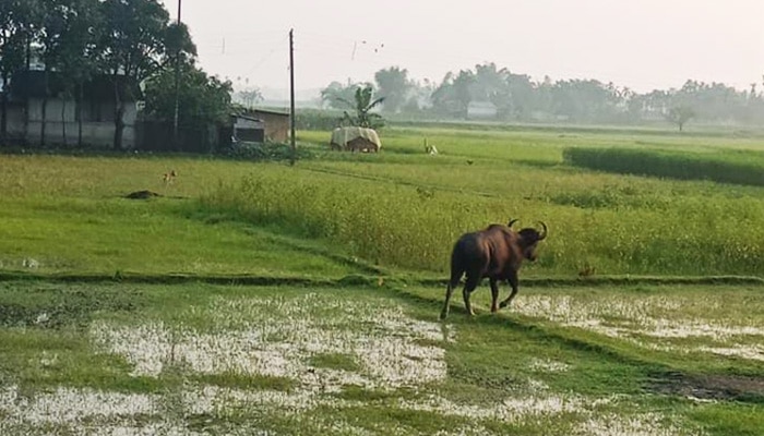 Bison: বাইসনের হামলায় প্রাণ গেল গরু-ছাগলের; গৃহবন্দী গ্রাম, শেষপর্যন্ত কাবু ঘুমপাড়ানি গুলিতে 