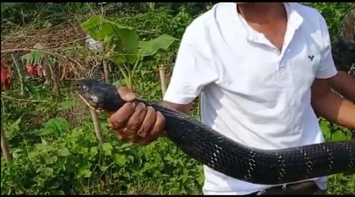 12 feet king cobra 