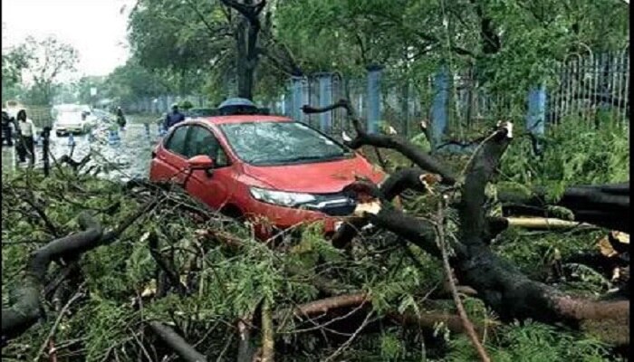 Kolkata Tree: কলকাতা শহরে বিপজ্জনক গাছ কতগুলি? সুবজায়নের সার্বিক চিত্রটা কতটা ভয়ের?