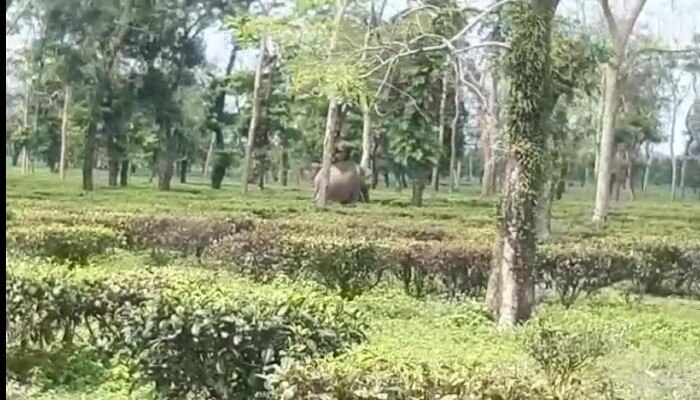 baby elephant hasn't been rescued yet