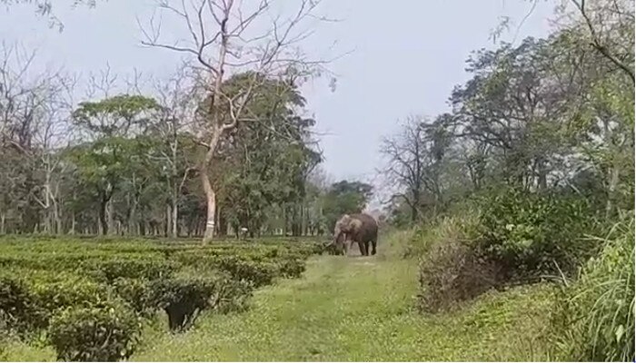 the mother elephant denied to leave the baby elephant