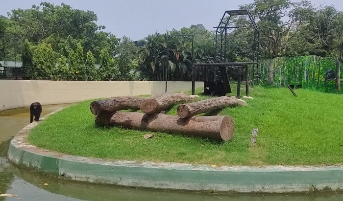 Alipore Zoo: আলিপুর চিড়িয়াখানায় খাঁচা থেকে বেরিয়ে এল শিম্পাঞ্জি, আতঙ্ক!