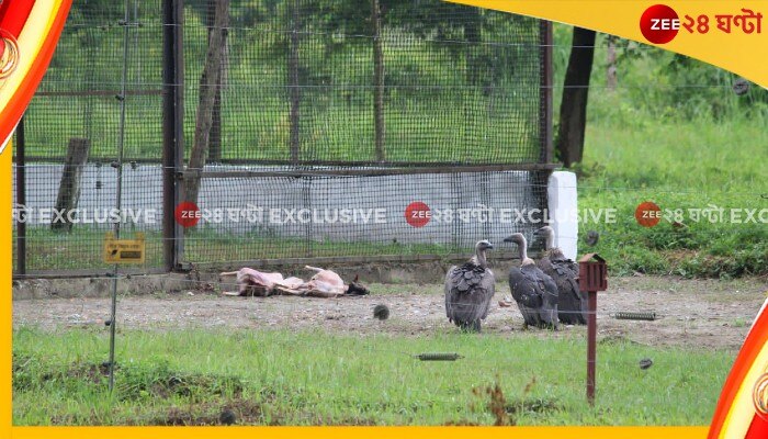 White Backed Vulture: রাজাভাতখাওয়া প্রজনন কেন্দ্রের বড় পদক্ষেপ, পরিবেশে ছাড়া হল ১০টি হোয়াইট ব্যাক শকুন