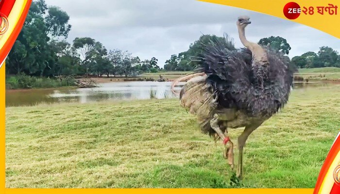  Ostrich&#039;s Dance: হঠাৎই নেচে উঠল উটপাখি, নাচ দেখে মুগ্ধ নেটপাড়া