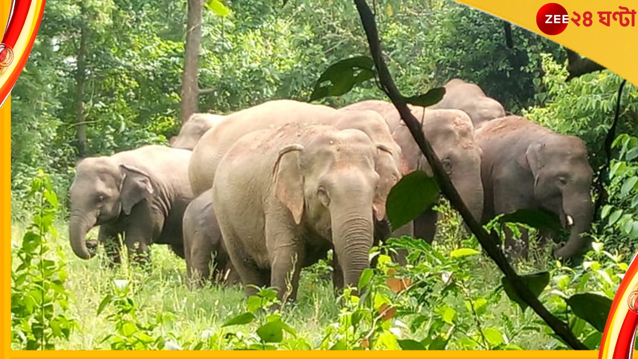 Elephant Killed Man: বাড়ির সামনে বসে চোলাইয়ে মত্ত দুই বন্ধু, গন্ধে জঙ্গল থেকে ছুটে এল হাতি! তারপর...