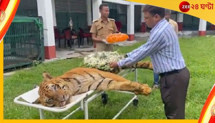 International Tiger Day: ১০ বছরে হাজারের বেশি বাঘের মৃত্যু ভারতে, মধ্যপ্রদেশে সবচেয়ে বেশি