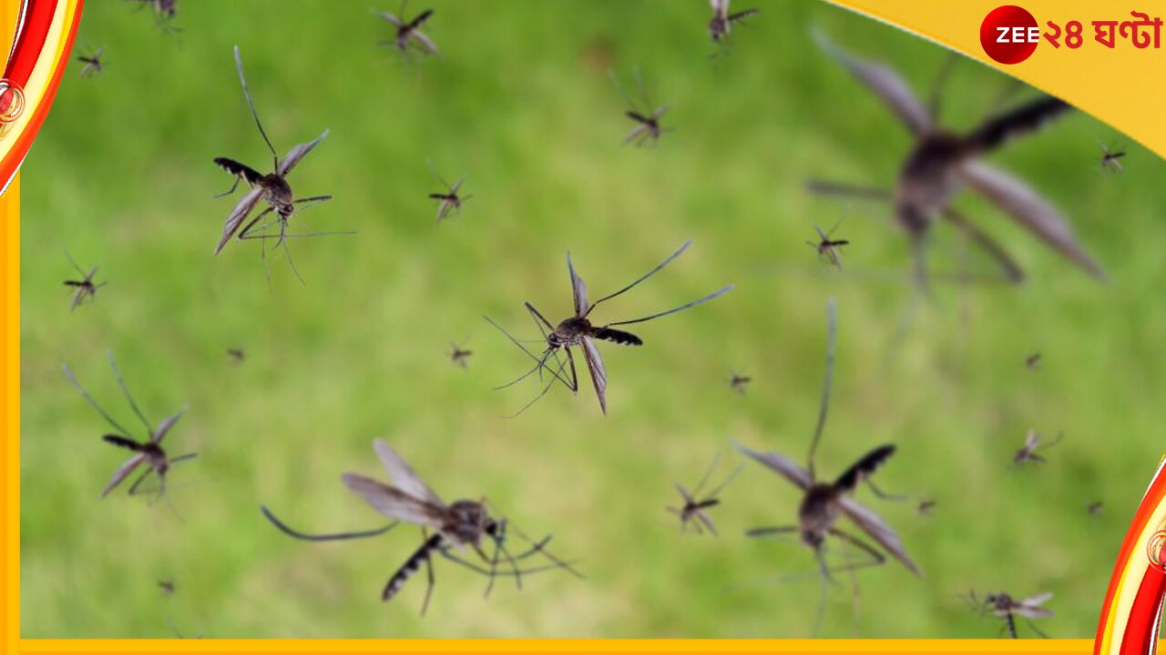 World Mosquito Day 2022: মানুষের রক্তের গন্ধে ঘুরে বেড়ায় এই পতঙ্গটি! কী ভাবে বাঁচবেন…