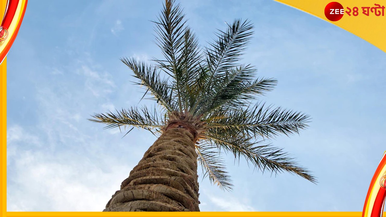 UP : দজ্জাল বউয়ের উপর রাগ, তালগাছ উঠে মাসকাবার স্বামীর!