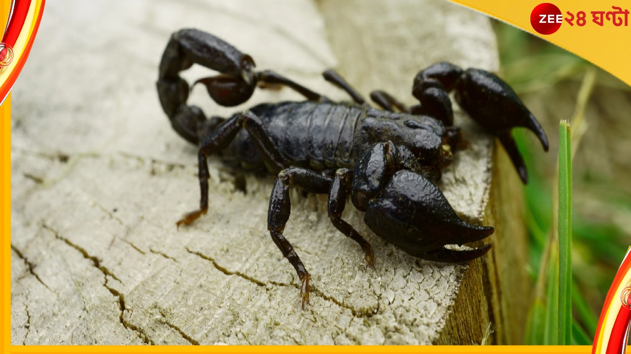 Scorpio Venom: বিষ বেচেই কোটিপতি! কৃষকের সঙ্গী কাঁকড়াবিছে