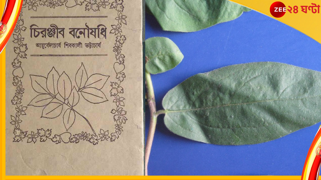 Shibkali Bhattacharyya: ঘরের পাশের গাছপালা থেকে সঞ্জীবনী সন্ধানী এই বাঙালিকে চেনেন? Shibkali Bhattacharyya: ঘরের পাশের গাছপালা থেকে সঞ্জীবনী সন্ধানী এই বাঙালিকে চেনেন?