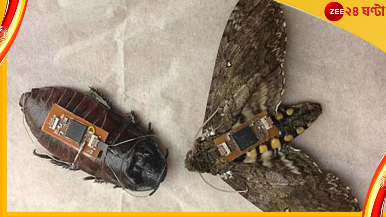 Cyborg Cockroaches: যন্ত্র-পোকা! শরীরে বিশেষ ডিভাইস নিয়ে ঘুরবে পতঙ্গ, আপনার হাতে রিমোট...