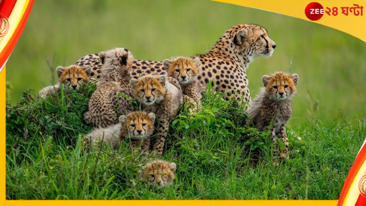  Cheeta: আফ্রিকা থেকে আসছে আধডজন চিতা, কোন জঙ্গলে দেখবেন ভয়ংকর সুন্দর! 