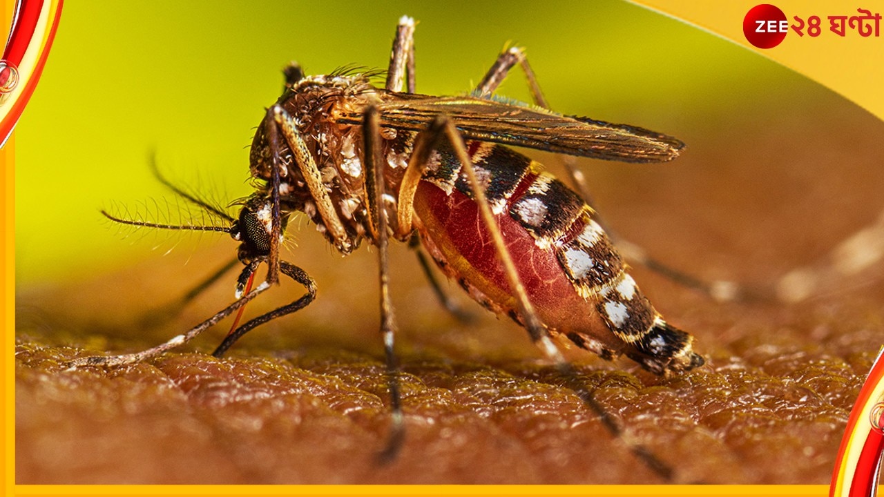 Dengue In Bengal: পুজোর আগেই উদ্বেগ বাড়িয়ে বাংলায় সংক্রমণ বাড়ছে ডেঙ্গির বিপজ্জনক ভ্যারিয়্যান্টের
