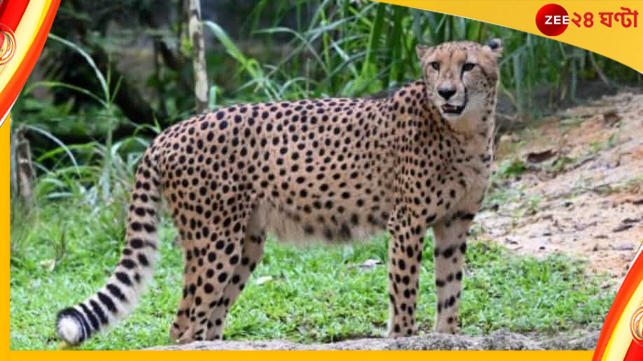 Cheetah: চিতা ১০১! ভারতের নতুন বুনো অতিথি কেন আলাদা…