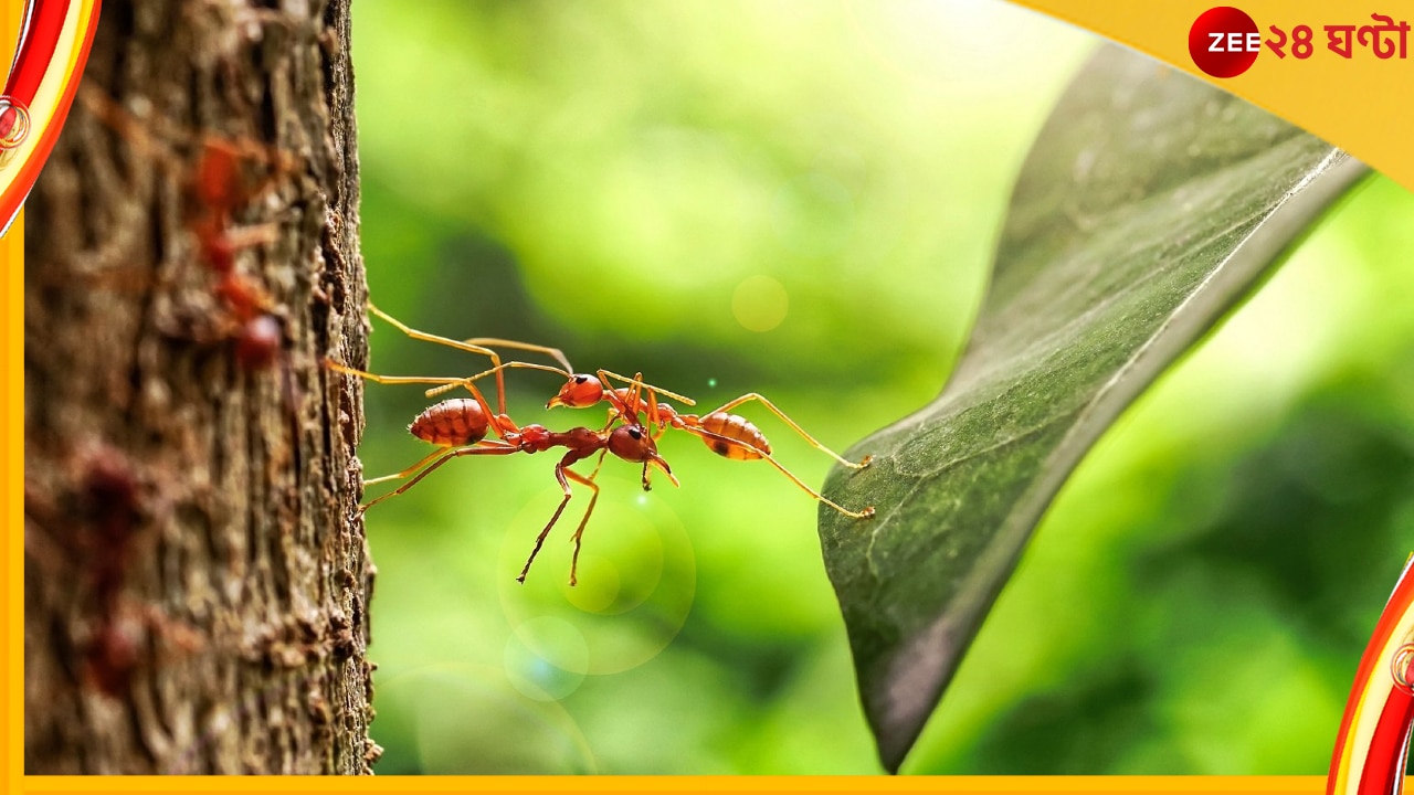 Ants On Earth: পিঁপড়ের ওজন ১২০০ কোটি কিলোগ্রাম! কী ভাবে? জানতে ক্লিক করুন...