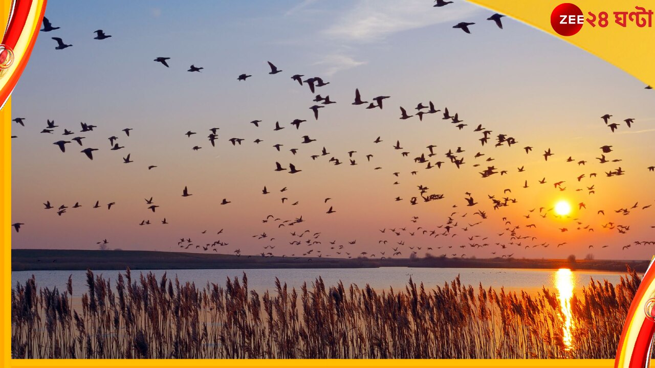 World Migratory Bird Day: কেন এভাবে যুগ যুগ ধরে বাইরে দূরে উড়ে বেড়ায় পরিযায়ী পাখির দল?