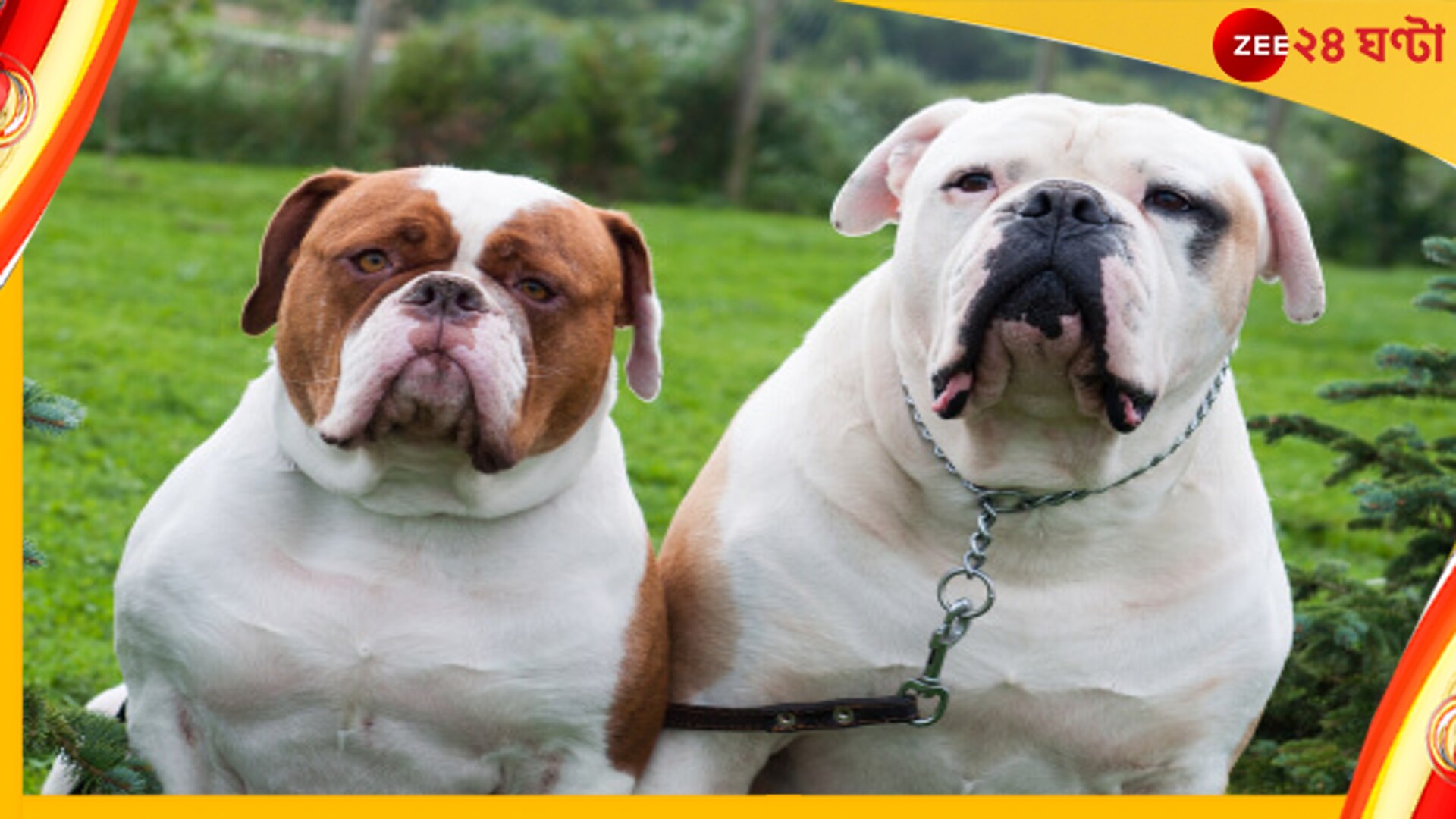 জানেন কি, ভারতে এই সাত জাতের কুকুর পোষা অপরাধ?/ do you know these 7