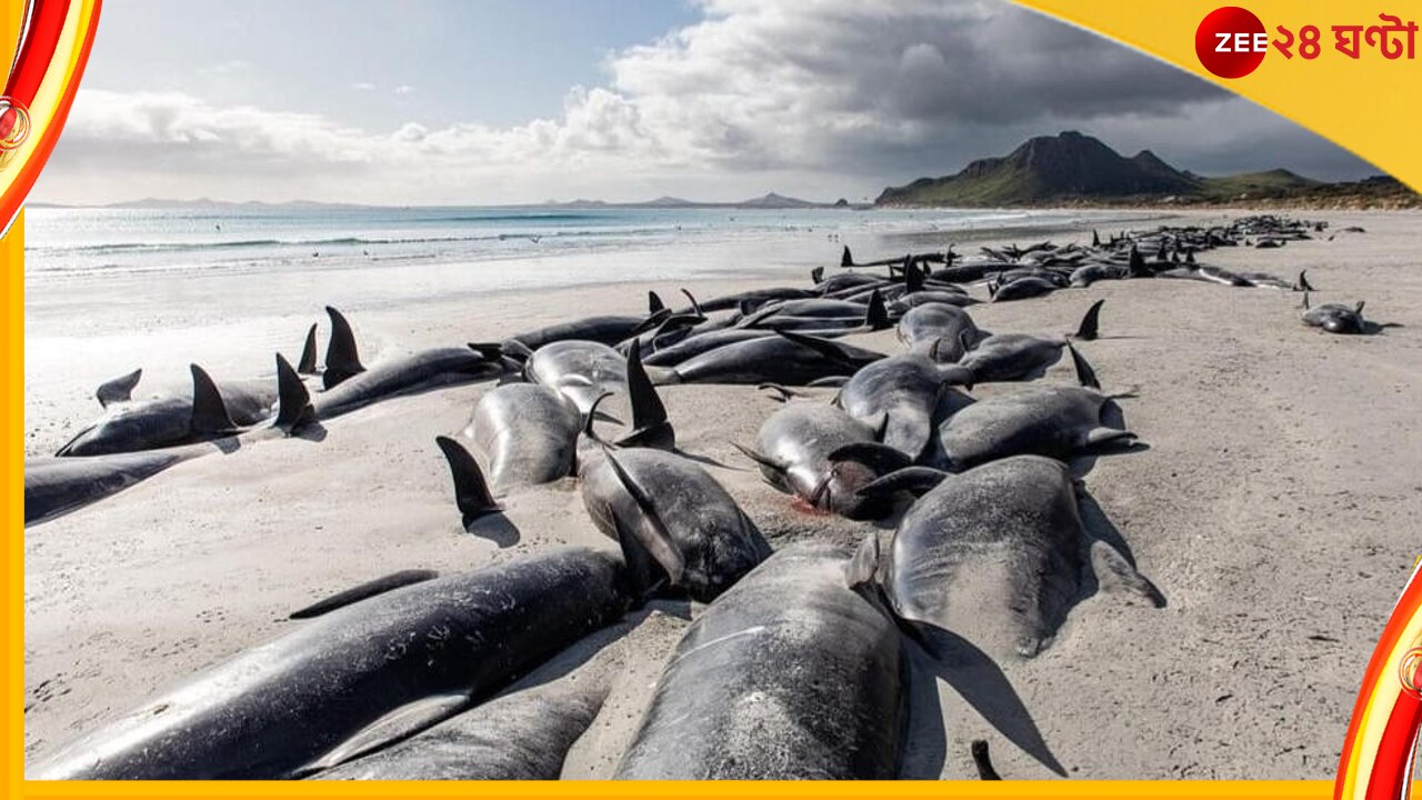 Pilot Whales: নিউ জিল্যান্ডের সমুদ্রতীরে শয়ে শয়ে মৃত তিমি! কেন?  