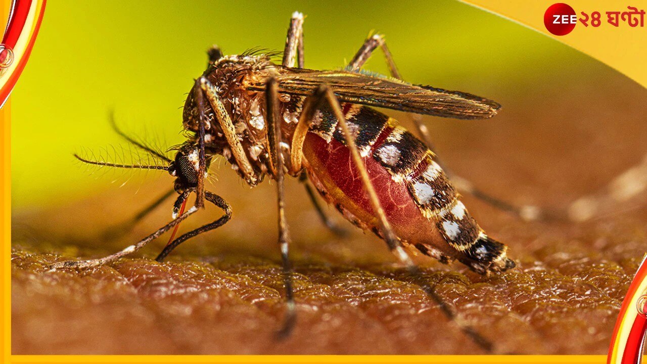 Dengue:  রাজ্যে ডেঙ্গি পরিস্থিতি মোকাবিলায় বড় সিদ্ধান্ত নবান্নের