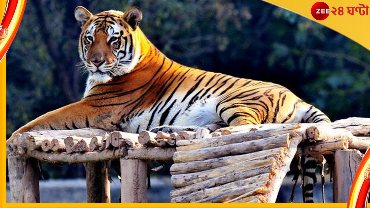 Global Seizures of Tigers: বিশ্ব জুড়ে চলছে ভয়ংকর এক বাঘবন্দি খেলা... 