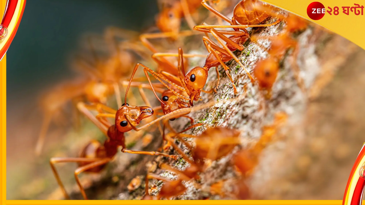 Fire Ants Raining Down: আকাশ থেকে ঝরে পড়ছে কোটি কোটি পিঁপড়ে! কোন মেঘে এই পিঁপড়ে-বৃষ্টি?  