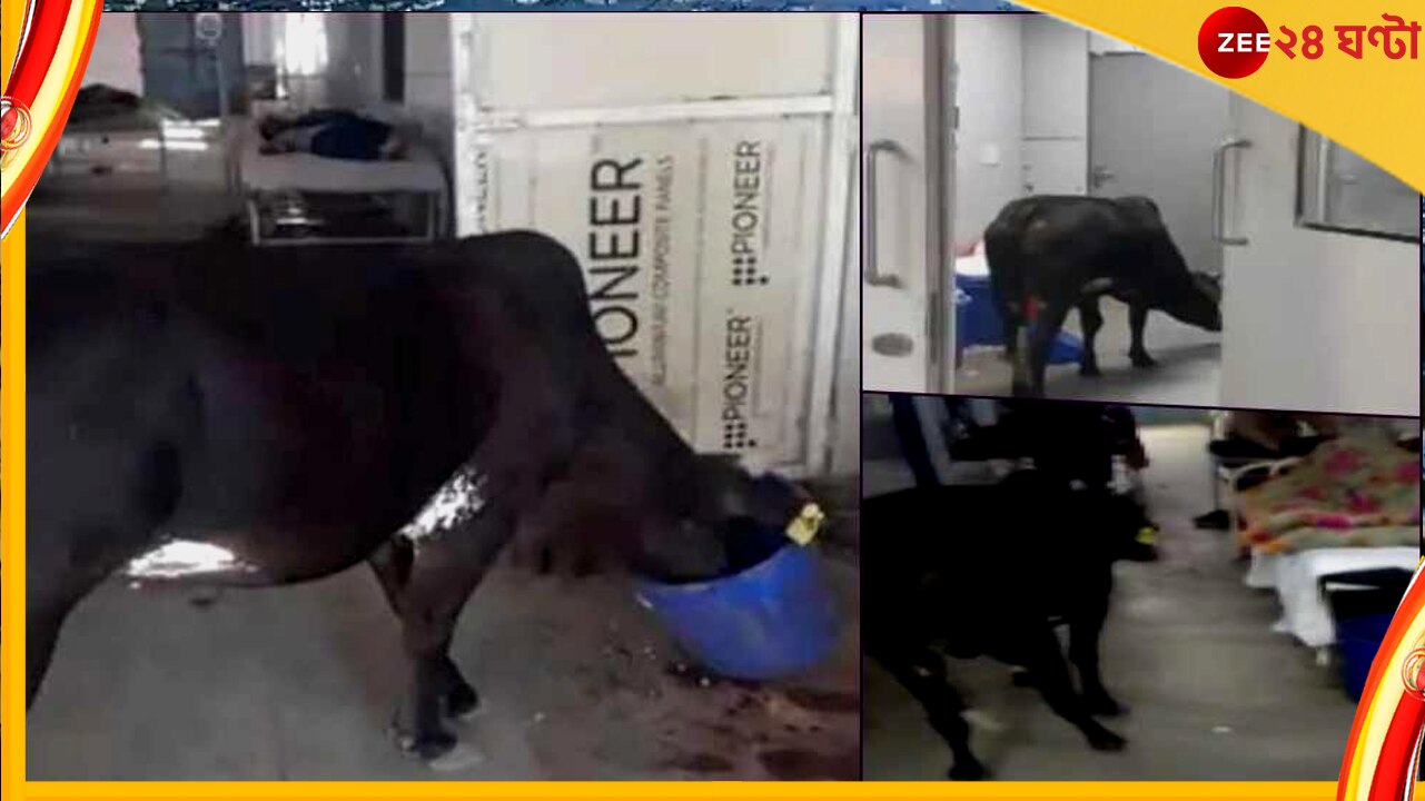 Cow in ICU: আইসিইউ ওয়ার্ডে অবাধে ঘুরছে গোরু, ভাইরাল জেলা হাসপাতালের ওই ভিডিয়ো