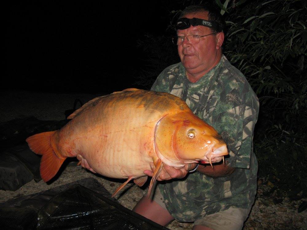 30 kilo goldfish 4