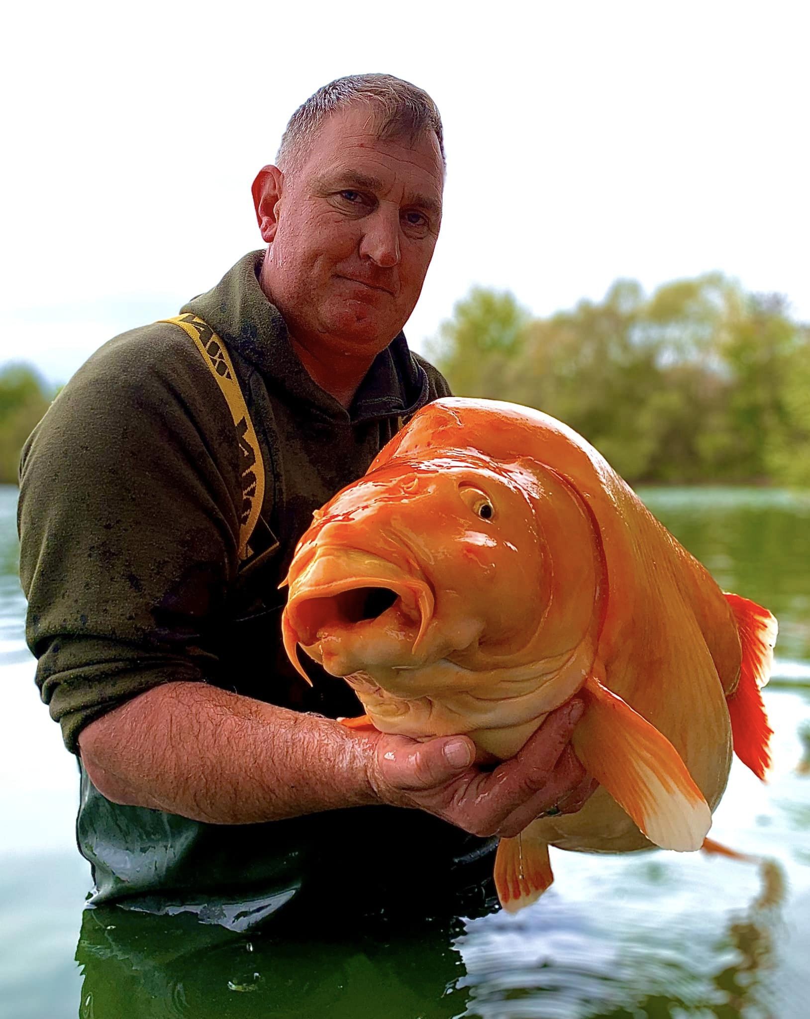 30 kilo goldfish 3