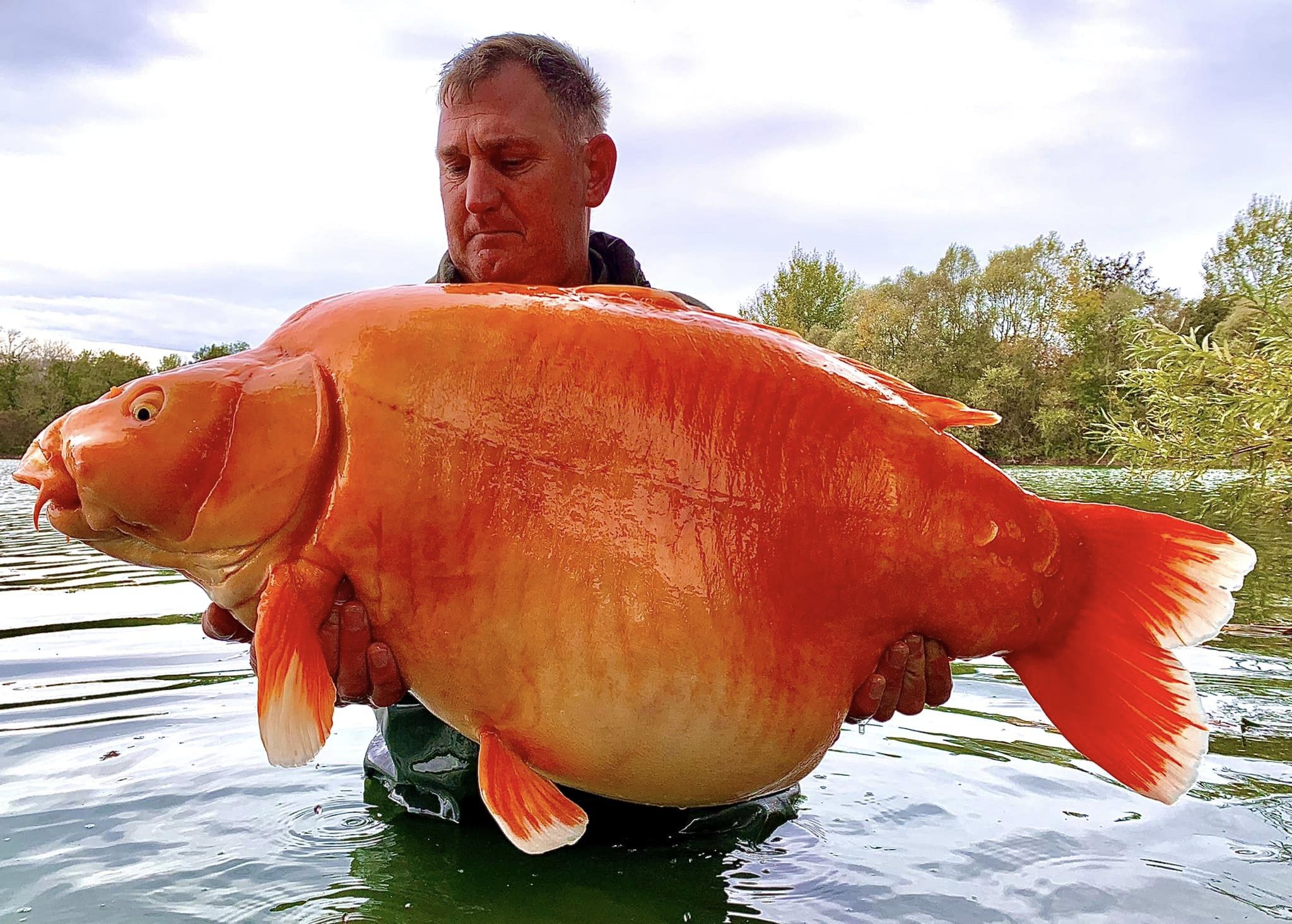 30 kilo goldfish 2