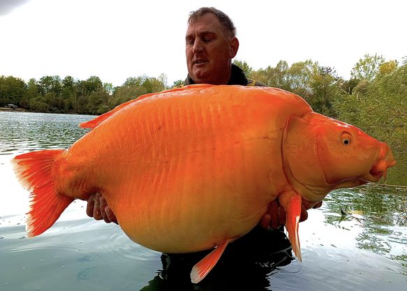 30 kilo goldfish 1