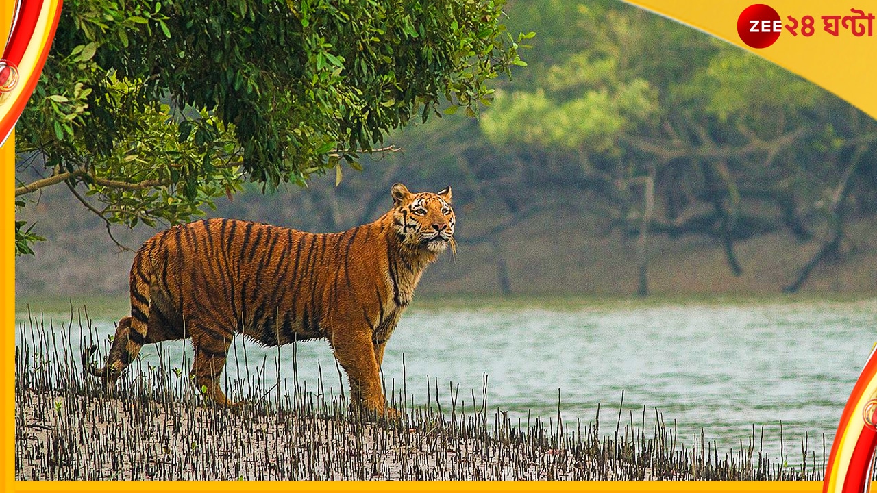 গাছে ক্যামেরার ফাঁদ, নীচে পচা মাংস! ধীরে ধীরে এগিয়ে আসছে রয়্যাল বেঙ্গল... 