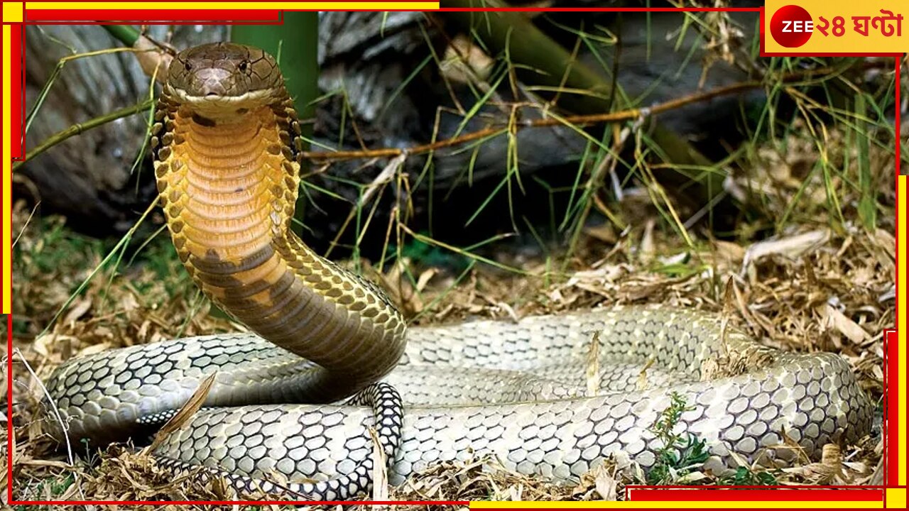 World&#039;s Most Venomous Snake: বাপরে! এক ছোবলেই ছবি ১০০ জন! তাও কি সম্ভব?