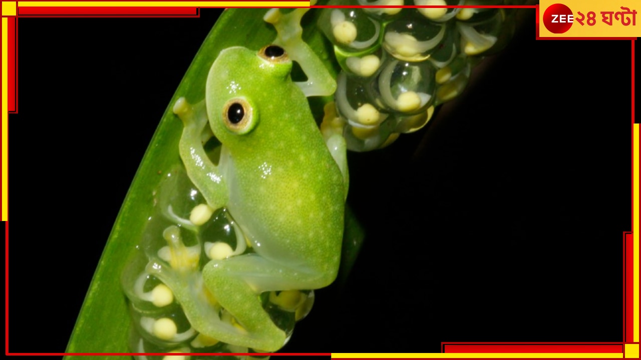 Glass Frogs: স্বচ্ছ ব্যাঙ ! সবুজ পাতার নীচে তার অস্তিত্ব বুঝতে পারাটা রীতিমতো কঠিন...