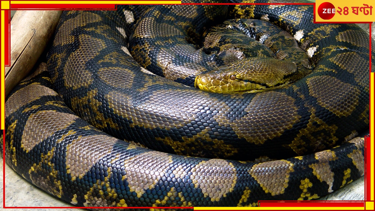 Python on Moving Car&#039;s Windscreen: রাতে গাড়ি চালাচ্ছিলেন ভদ্রলোক, হঠাৎ পিছনে তাকিয়ে যা দেখলেন তাতে  আত্মারাম খাঁচাছাড়া...