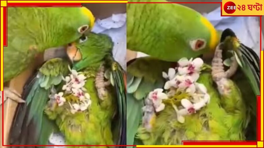Watch Parrot mourning and crying after friend's death will make your ...