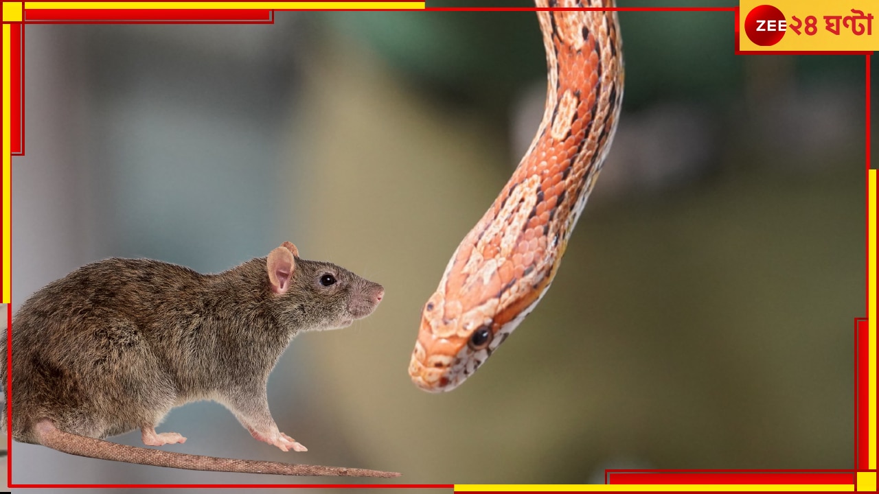 Watch | Using Snake to Remove Rats: হাতে সাপ ধরে ইঁদুর তাড়ানো! দেখে আঁতকে উঠছে নেটপাড়া; আপনিও দেখুন...