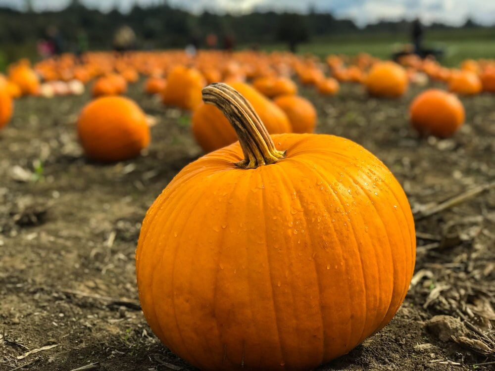 Pumpkin Boosts immune system