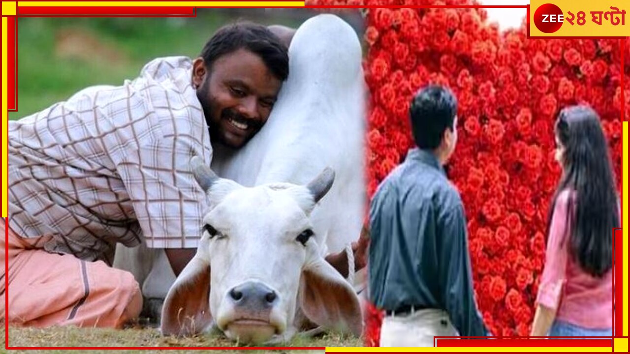  Cow Hug Day: ভেস্তে গেল কেন্দ্রের &#039;গোরু আলিঙ্গন দিবস&#039;, জেনে নিন কেন