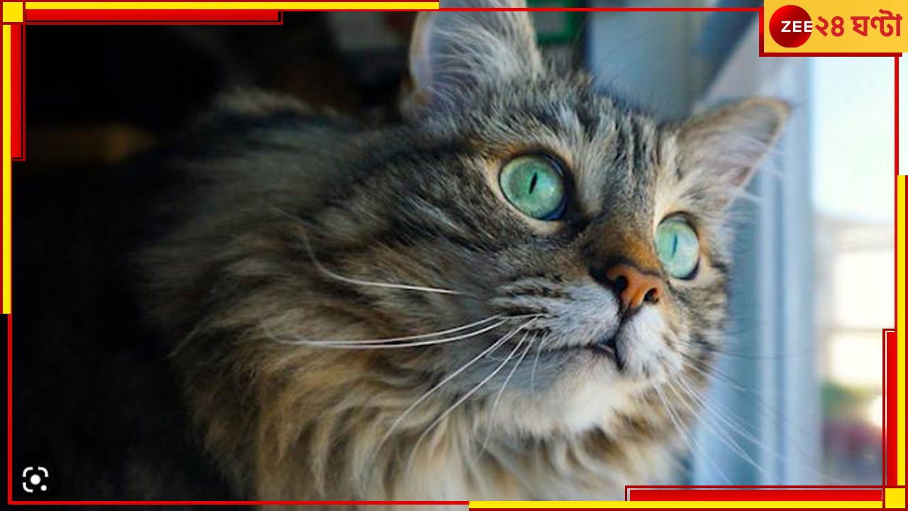 Cat: বিড়াল তাড়াতে কীটনাশক! শহরের অভিজাত আবাসনে অসুস্থ বেশ কয়েকজন.....   