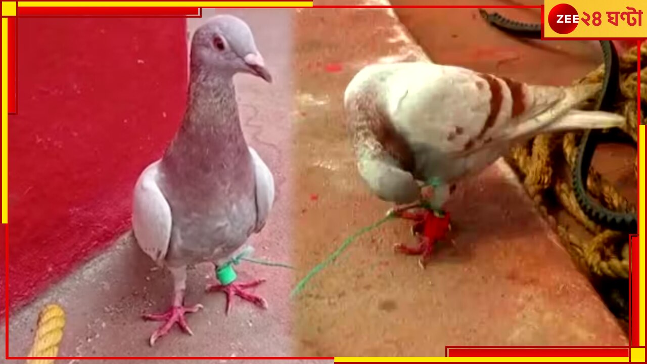 Spy Pigeon Caught: পায়ে লাগানো ক্যামেরা-চিপ, ওড়িশায় পাকড়াও চর-পায়রা