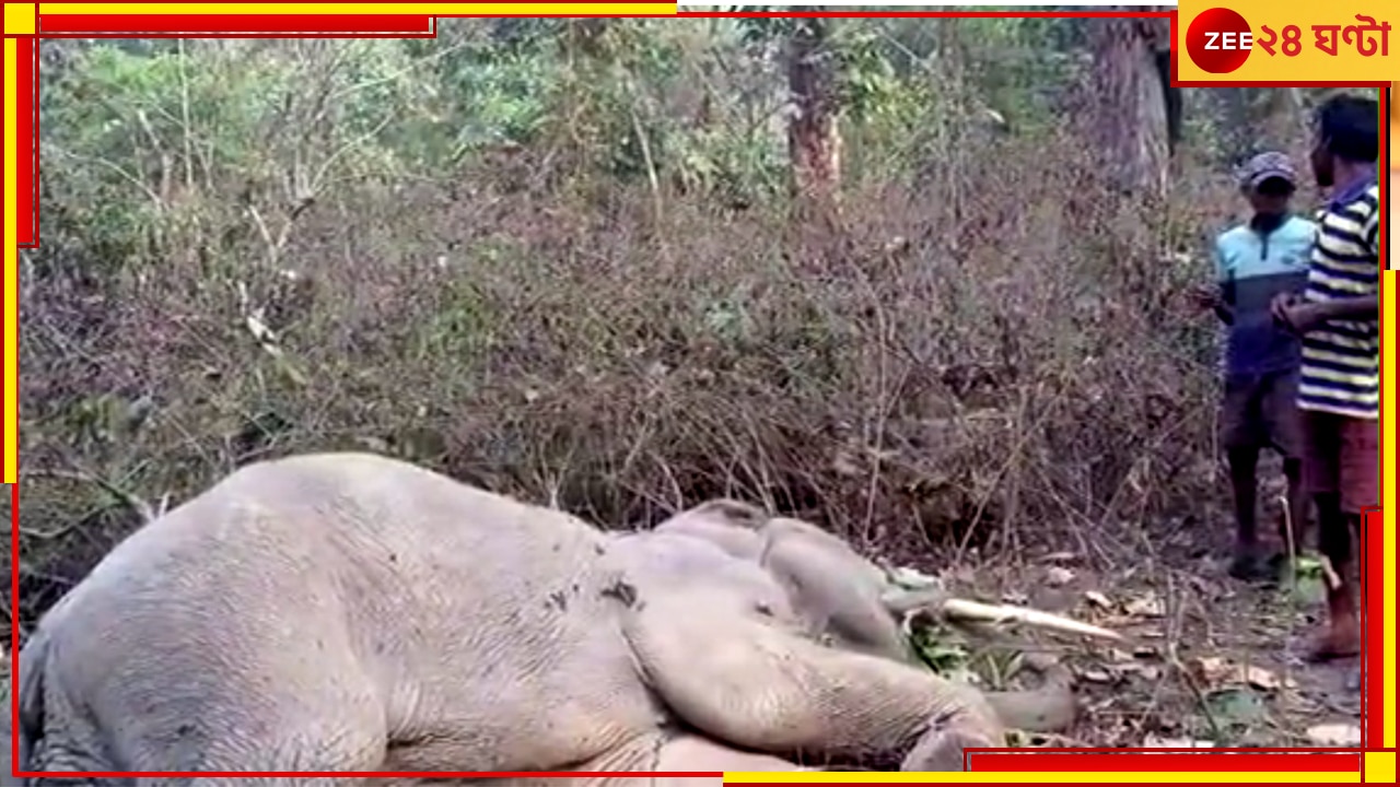Elephant Death: সেনার গোলাগুলিতেই বেঘোরে গেল প্রাণ! শালুগাড়া রেঞ্জে মিলল হাতির মৃতদেহ